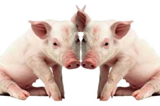 EFSA reviews the safety of pork from cloned pigs
