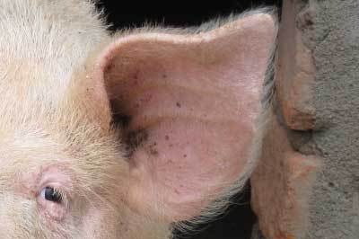 Russia announces use of microchips to fight African Swine Fever