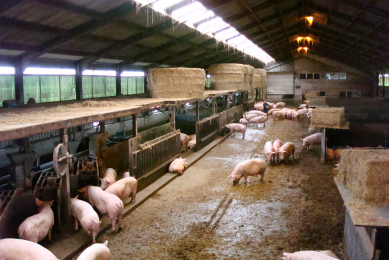 550 sows in one big group