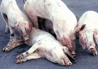 Major Classical Swine Fever outbreak in Russia