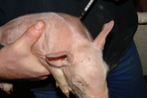 Call for postponing of mandatory analgesia at piglet castration