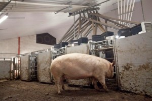 Schothorst Feed Research and Topigs join forces
