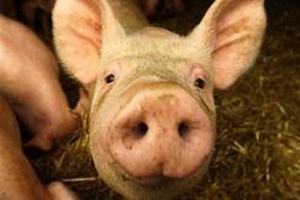 Salmonella shedding in pigs