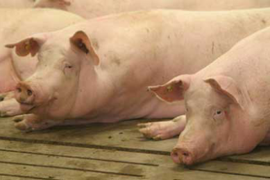 Research: E. coli strains on swine farms in China