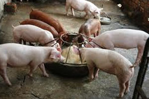 Salmonella control along pig production chain