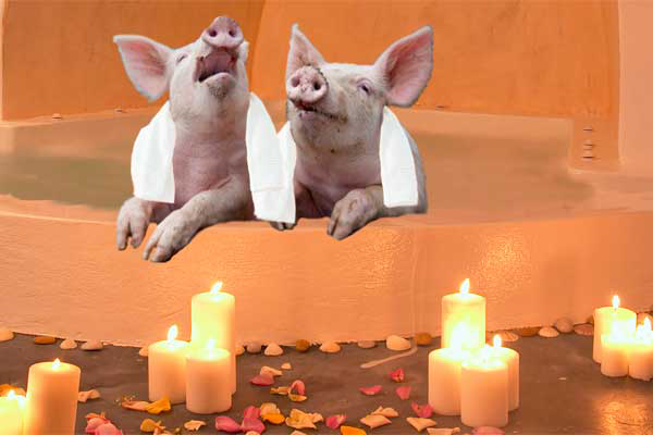 BLOG: Pigs at the spa