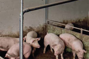 Targeted lighting for the swine industry