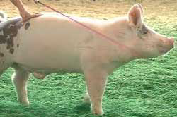 Vet advises producers to vaccinate pigs before shows