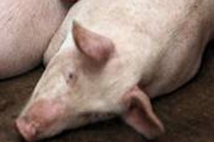 India: Diagnostic kit developed for classical swine fever