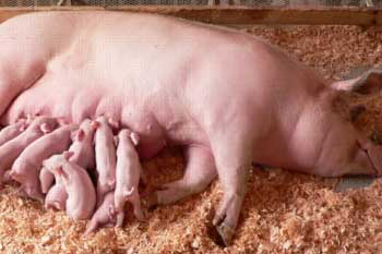 PCV2 vaccination – sows, piglets or both?