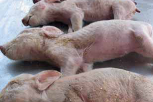 Porcine Epidemic Diarrhoea growing stronger in Asia