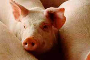 Mexico: PED causes US pigs to be banned