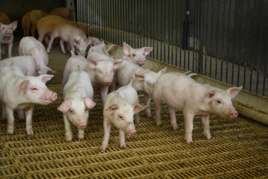 A new ASF outbreak in Belarus