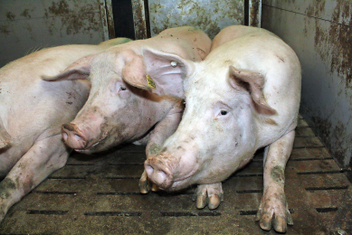 Healthy sows lead to better piglets