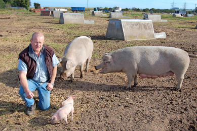 Keeping sows outdoors: A dedicated staff is vital