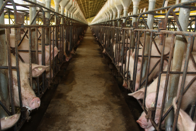 Sow stalls – a brief history