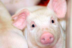 Russia lifts ban on Belarusian pork