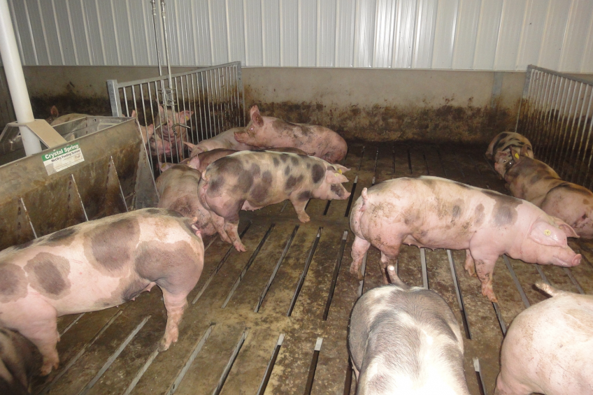 Indonesian feed giant’s new pig operation in Vietnam