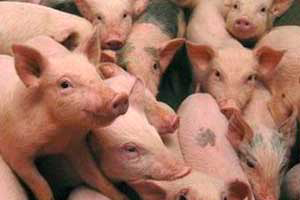 Swine influenza project studying virus transmission