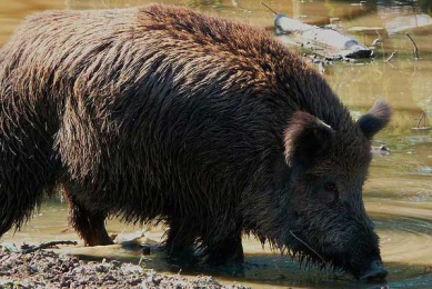 German wild boars found to carry Aujeszky antibodies