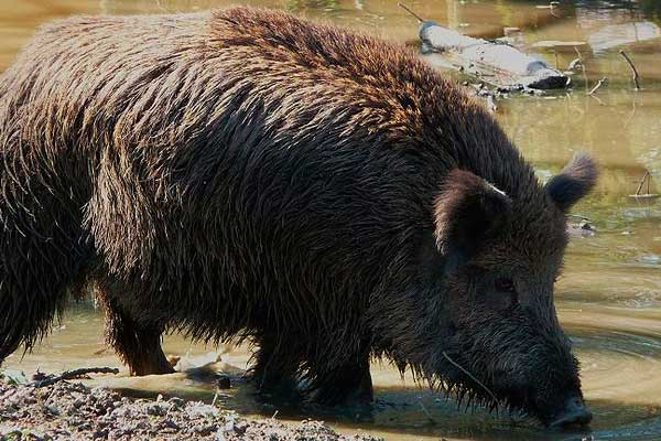 German wild boars found to carry Aujeszky antibodies