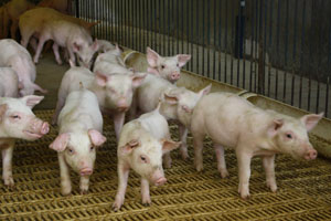 Swine dysentery – Effect of zinc chelate, valnemulin