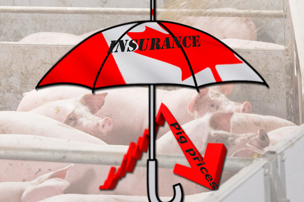 Canada to introduce livestock price insurance