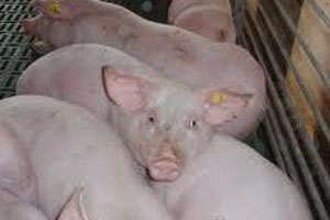 Ukraine reports ASF on backyard pig farm
