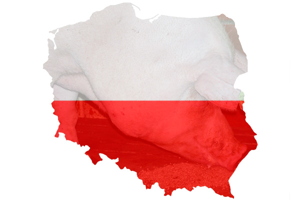 UPDATED: First case of ASF confirmed in Poland