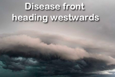 BLOG: Diseases running west