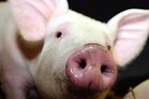 MRSA not influenced by pigs’ nasal microbiota