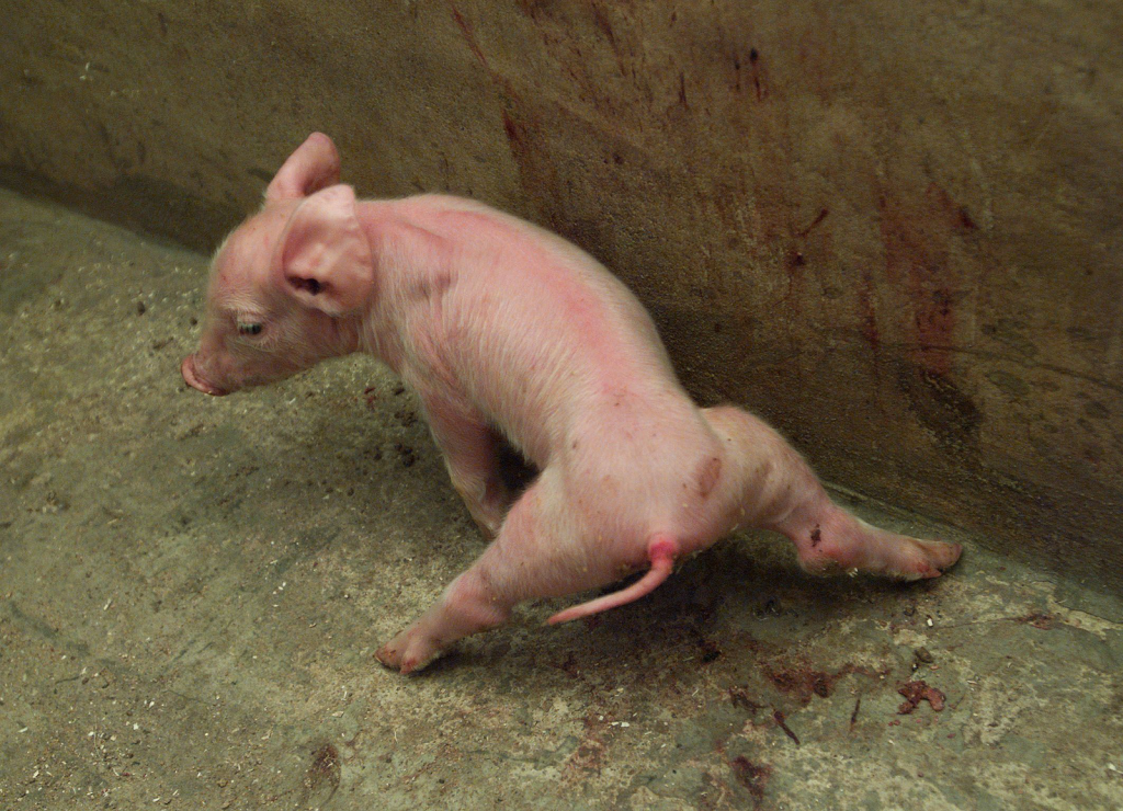 Major problems in piglet health and management - Pig Progress