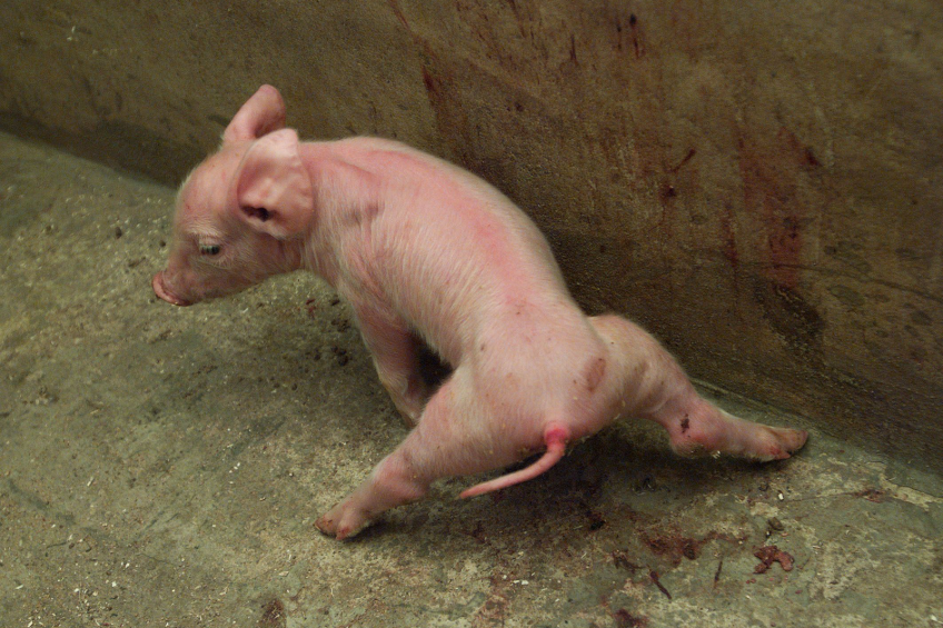 Major problems in piglet health and management