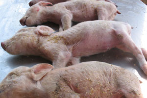 Australian pig industry criticises US for PEDv handling