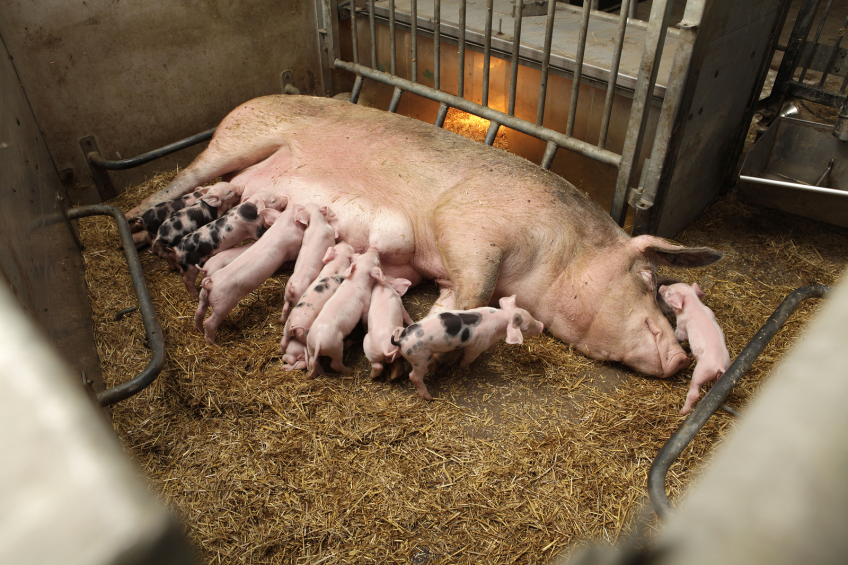 Does more piglet welfare mean more piglet health? - Pig Progress