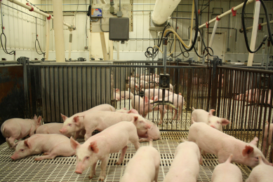 Lysozyme as an alternative to antibiotics in swine