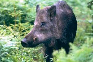Wales: Wild boars on the loose after burglary