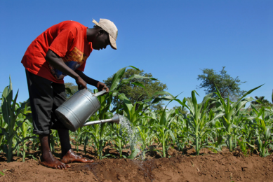 Will Africa be the next bread basket?