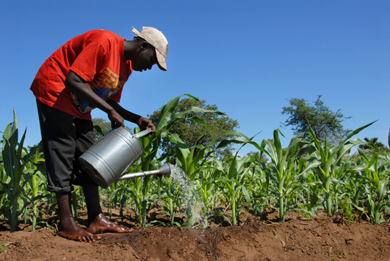 Will Africa be the next bread basket?