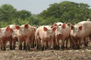 Biosecurity and antimicrobial treatment in pigs are linked