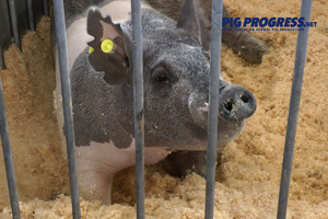 Video review: PEDv dominates at World Pork Expo