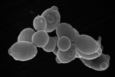 Live yeast appears effective against E. coli in weaners