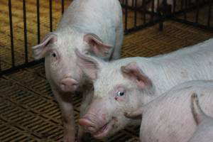 BPEX focuses on pig feeding and performance data