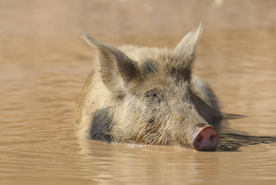 Many German wild boars are too radioactive