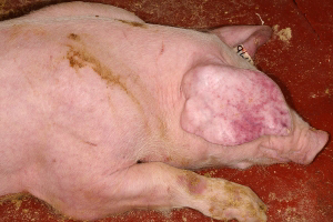 African Swine Fever in the EU so far: 7 farms affected