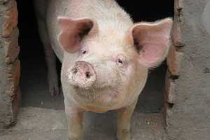 Importation of US live boars to UK prompts PEDv fears