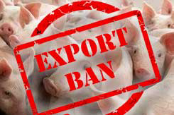 ASF: Possible pig export ban has Estonian farmers worried