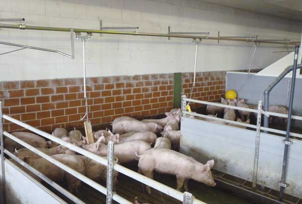 Toy carrousel avoids boredom for pigs