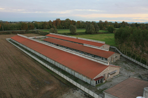 FARM VISIT: Rassiche Farm, Cremona, Italy