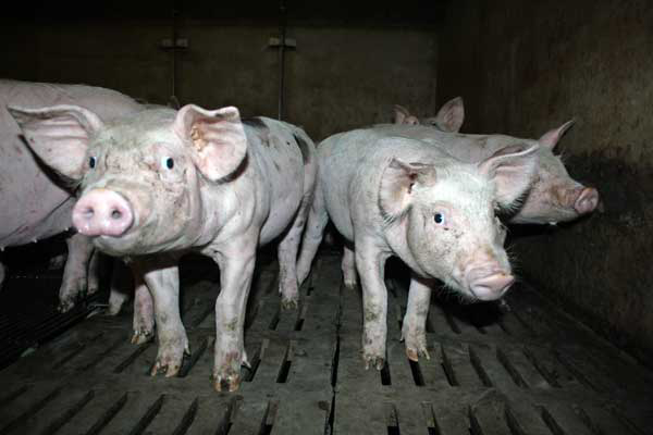 UK: Better pig performance driven by indoor herds